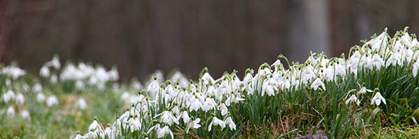 Image shows a blanket of snowdrops